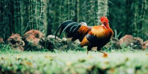 En tupp går i gräset