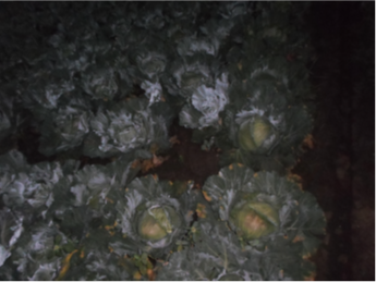 Figure 3 shows “I Want to Gain Skills on Cabbage Cultivation Techniques”.
