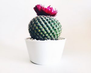 Kaktus i kruka
